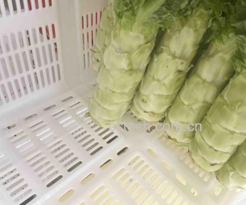 红菜苔原材料展示