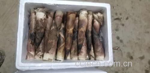 泡椒竹笋与健康饮食搭配图