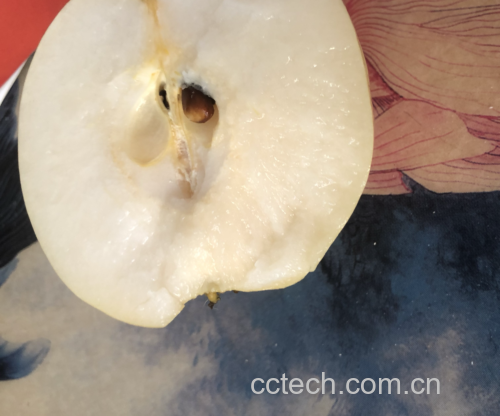 秋月梨切开后的内部结构特写