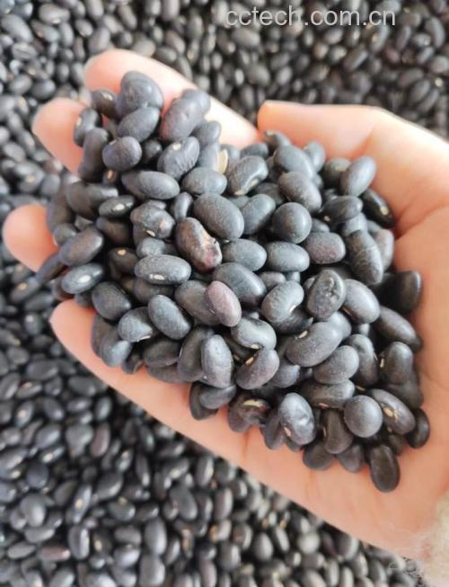 10克黑豆大约有几粒？一文读懂黑豆的营养与食用建议