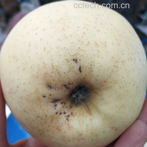 嘎啦苹果有坏的挖掉能吃吗?科学解析与实用建议