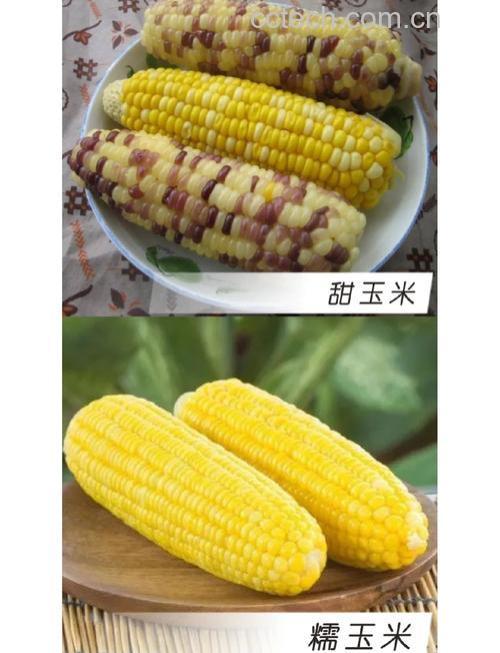 血糖高吃黏玉米还是甜玉米好？科学分析告诉你答案