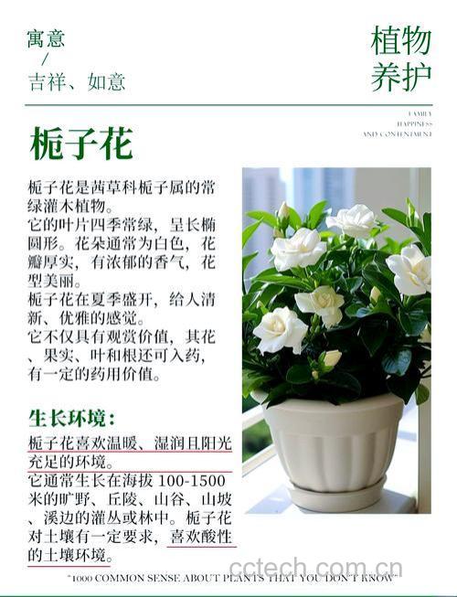 如何正确种植栀子花以保持其洁白与清香？